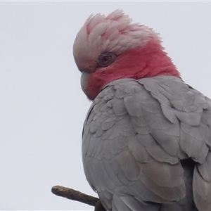 Eolophus roseicapilla (Galah) at Braidwood, NSW by MatthewFrawley