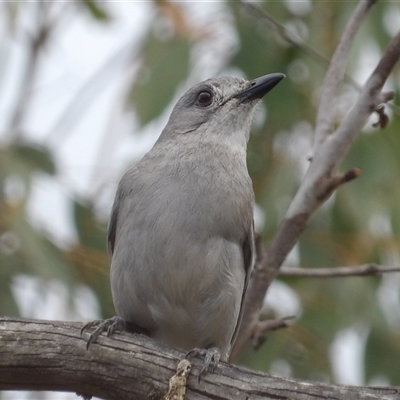 Colluricincla harmonica (Grey Shrikethrush) at Bombay, NSW - 28 Nov 2024 by MatthewFrawley