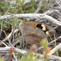 Heteronympha merope (Common Brown Butterfly) at Bombay, NSW - 28 Nov 2024 by MatthewFrawley