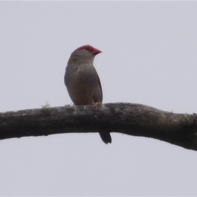 Neochmia temporalis (Red-browed Finch) at Bombay, NSW - 28 Nov 2024 by MatthewFrawley