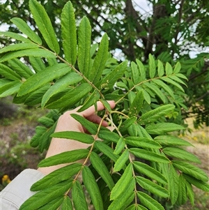 Sorbus domestica at Uriarra Village, ACT - 26 Nov 2024 08:56 AM