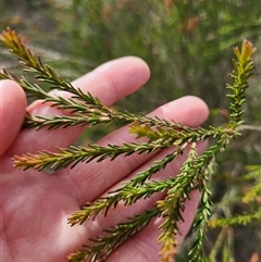 Melaleuca parvistaminea (Small-flowered Honey-myrtle) at Uriarra Village, ACT - 26 Nov 2024 by rangerstacey