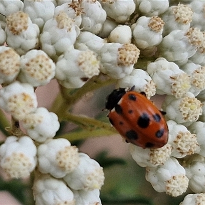 Hippodamia variegata (Spotted Amber Ladybird) at Goulburn, NSW - 28 Nov 2024 by trevorpreston