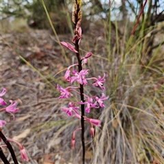 Dipodium roseum (Rosy Hyacinth Orchid) at Bombay, NSW - 28 Nov 2024 by MatthewFrawley