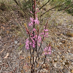 Dipodium roseum at Bombay, NSW - 28 Nov 2024