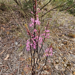 Dipodium roseum at Bombay, NSW - 28 Nov 2024