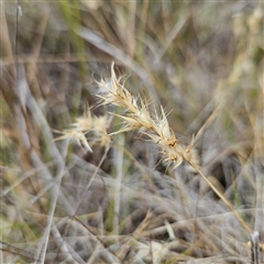 Rytidosperma (genus) (Wallaby Grass) at Bombay, NSW - 28 Nov 2024 by MatthewFrawley