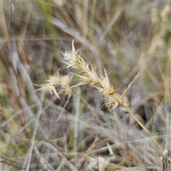 Rytidosperma sp. (Wallaby Grass) at Bombay, NSW - 28 Nov 2024 by MatthewFrawley