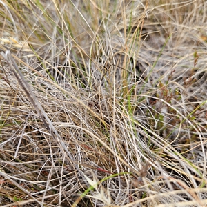 Rytidosperma sp. at Bombay, NSW - 28 Nov 2024