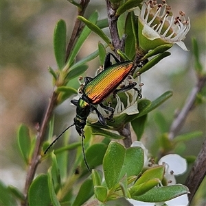 Lepturidea viridis at Bombay, NSW - 28 Nov 2024 02:18 PM