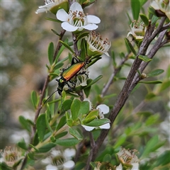 Lepturidea viridis at Bombay, NSW - 28 Nov 2024