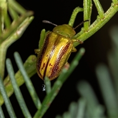 Calomela juncta (Leaf beetle) at Bungonia, NSW - 26 Nov 2024 by AlisonMilton