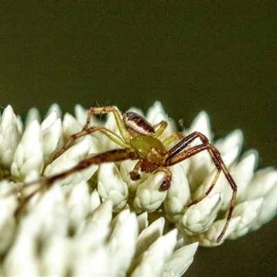 Thomisidae (family) (Unidentified Crab spider or Flower spider) at Bungonia, NSW - 26 Nov 2024 by AlisonMilton