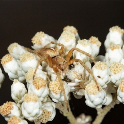 Araneinae (subfamily) (Orb weaver) at Bungonia, NSW - 26 Nov 2024 by AlisonMilton