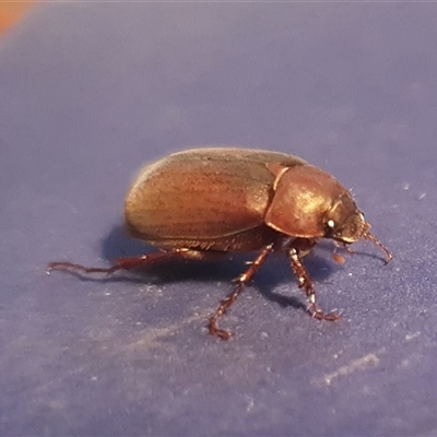 Sericesthis nigrolineata (Dusky pasture scarab) at Yass River, NSW - 27 Nov 2024 by SenexRugosus