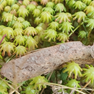 Marchantia sp. (genus) (A Liverwort) at Yass River, NSW - 27 Nov 2024 by SenexRugosus