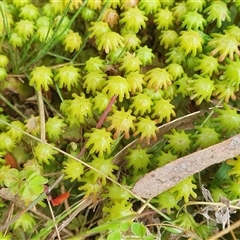 Marchantia sp. (genus) at Yass River, NSW - 27 Nov 2024