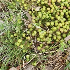 Marchantia sp. (genus) at Yass River, NSW - 27 Nov 2024 04:25 PM