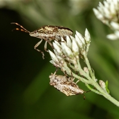 Pentatomidae (family) (Shield or Stink bug) at Bungonia, NSW - 26 Nov 2024 by AlisonMilton