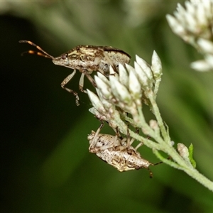 Pentatomidae (family) (Shield or Stink bug) at Bungonia, NSW by AlisonMilton