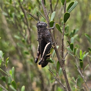 Cirphula pyrrhocnemis at Bombay, NSW - 28 Nov 2024