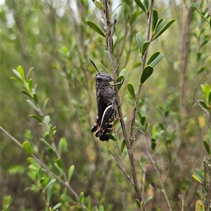 Cirphula pyrrhocnemis at Bombay, NSW - 28 Nov 2024