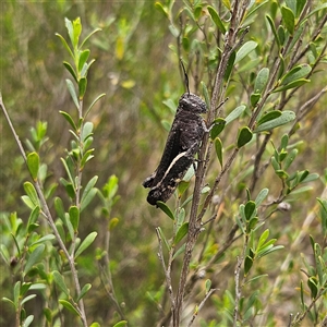 Cirphula pyrrhocnemis at Bombay, NSW - 28 Nov 2024