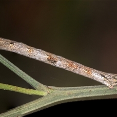 Geometridae (family) IMMATURE (Unidentified IMMATURE Geometer moths) at Bungonia, NSW - 26 Nov 2024 by AlisonMilton