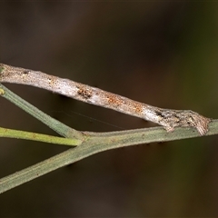 Geometridae (family) IMMATURE at Bungonia, NSW - 26 Nov 2024 04:36 PM