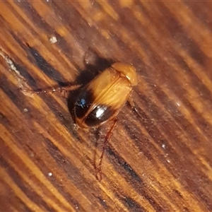 Phyllotocus macleayi at Yass River, NSW - 27 Nov 2024