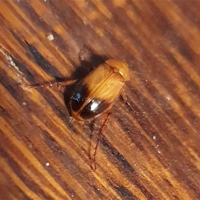 Phyllotocus macleayi (Nectar scarab) at Yass River, NSW - 27 Nov 2024 by SenexRugosus