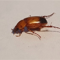 Phyllotocus macleayi at Yass River, NSW - 27 Nov 2024