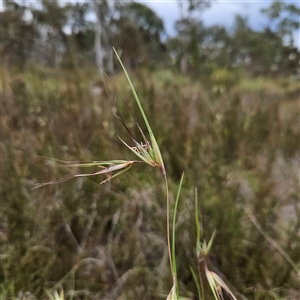 Themeda triandra (Kangaroo Grass) at Bombay, NSW by MatthewFrawley