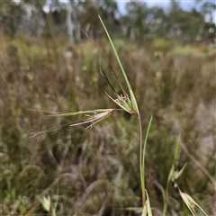 Themeda triandra at Bombay, NSW - 28 Nov 2024 02:08 PM