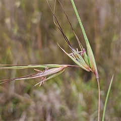 Themeda triandra at Bombay, NSW - 28 Nov 2024 02:08 PM