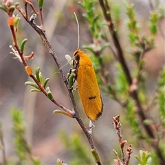 Endeolena aurinatella (Wingia Group) at Bombay, NSW - 28 Nov 2024 by MatthewFrawley