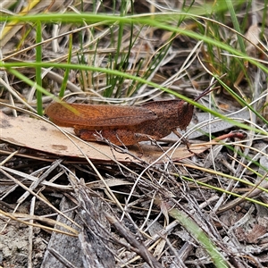 Goniaea opomaloides at Bombay, NSW - 28 Nov 2024