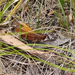 Goniaea opomaloides at Bombay, NSW - 28 Nov 2024