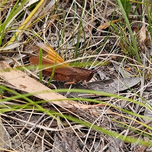 Goniaea opomaloides at Bombay, NSW - 28 Nov 2024