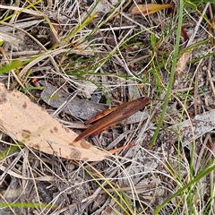 Goniaea opomaloides at Bombay, NSW - 28 Nov 2024