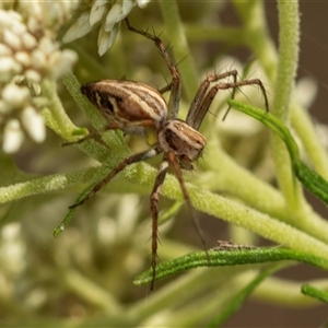 Oxyopes sp. (genus) at Bungonia, NSW - 26 Nov 2024