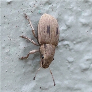 Eurymetopus birabeni (Weevil) at O'Connor, ACT by ConBoekel