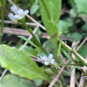 Cardamine hirsuta at Rendezvous Creek, ACT - 27 Nov 2024