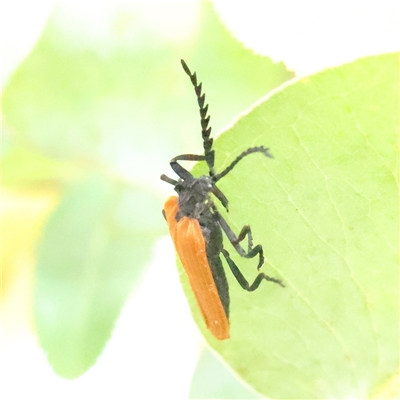 Porrostoma rhipidium (Long-nosed Lycid (Net-winged) beetle) at O'Connor, ACT - 28 Nov 2024 by ConBoekel