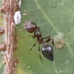 Crematogaster sp. (genus) (Acrobat ant, Cocktail ant) at O'Connor, ACT - 28 Nov 2024 by ConBoekel