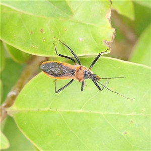 Gminatus australis (Orange assassin bug) at O'Connor, ACT by ConBoekel