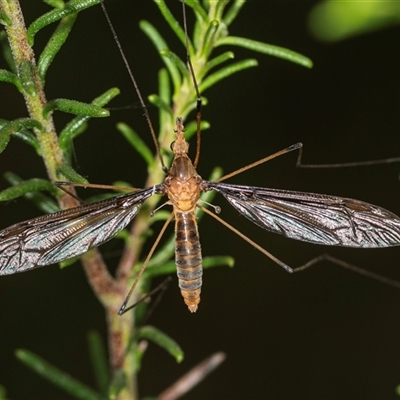 Leptotarsus (Macromastix) sp. (genus & subgenus) (Unidentified Macromastix crane fly) at Bungonia, NSW - 26 Nov 2024 by AlisonMilton