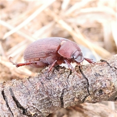 Sericesthis sp. (genus) (A cockchafer) at O'Connor, ACT - 28 Nov 2024 by ConBoekel