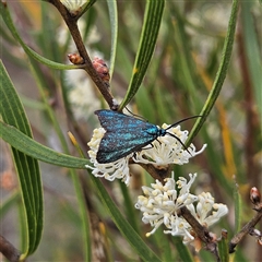 Pollanisus (genus) (A Forester Moth) at Bombay, NSW - 28 Nov 2024 by MatthewFrawley