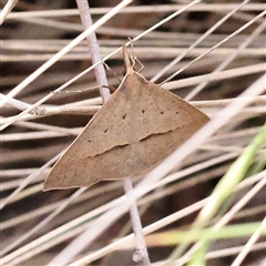 Epidesmia hypenaria (Long-nosed Epidesmia) at O'Connor, ACT - 28 Nov 2024 by ConBoekel